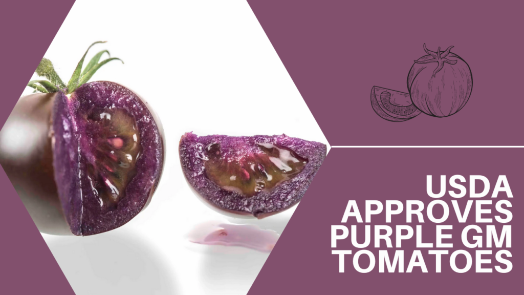 USDA_approves_purple_gm_tomatoes